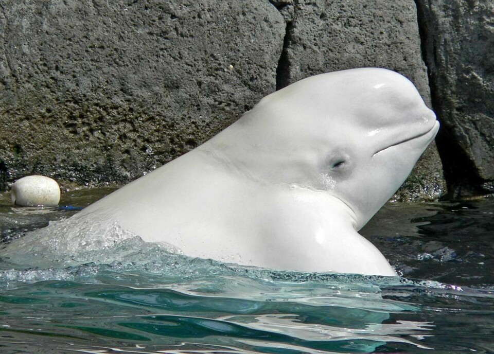 'TVILLINGBROR': Det nye flyet Beluga XL vil snart dele både navn og utseende med denne krabaten.