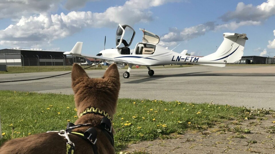 Når en valp skal hjem fra Østerrike er det greit å ha et småfly.