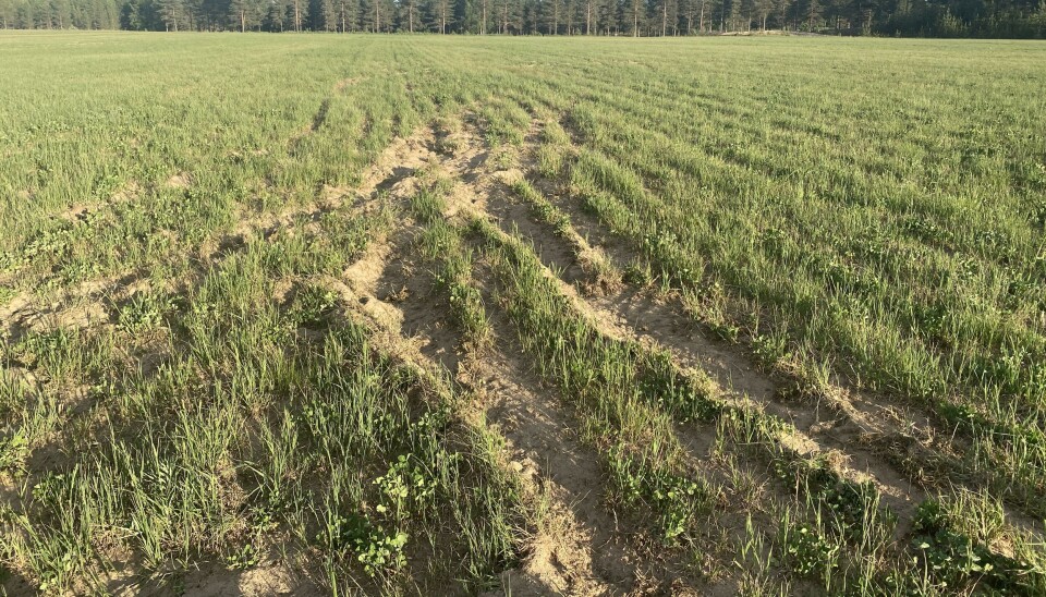 HÆRVERK PÅ STARMOEN: Ti minutter med tullekjøring = flere dager med arbeid og store kostnader. Hendelsene er politianmeldt. Hæverk, grisekjøring, Starmoen. Tidlig sommer 2024.